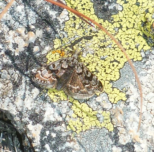 Catharia pyrenaealis