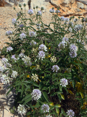 Bituminaria morisiana