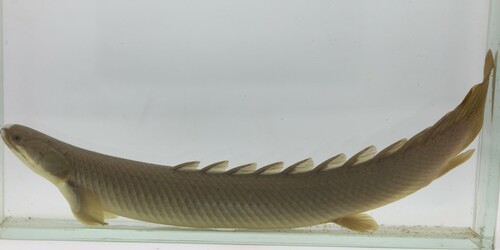 Bichir (Polypterus senegalus) — Polypteridae