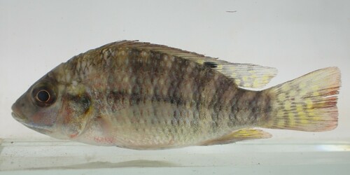 Redbelly Tilapia