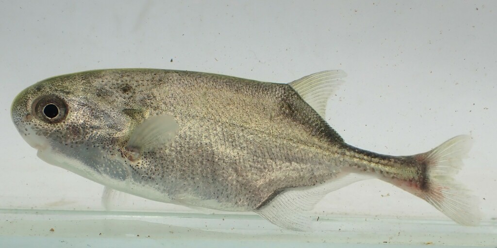 Bleekvlek-olifantsvis (Petrocephalus pallidomaculatus) — Mormyridae