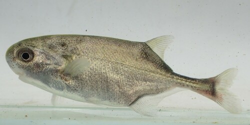 Palespot elephantfish (Petrocephalus pallidomaculatus) — Mormyridae