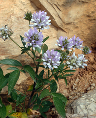 Bituminaria morisiana