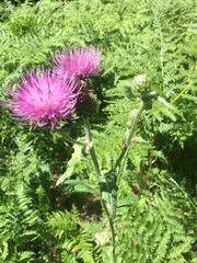 Cirsium remotifolium