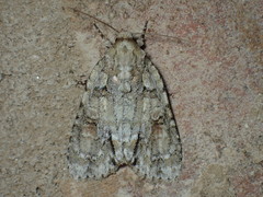 Acronicta exilis