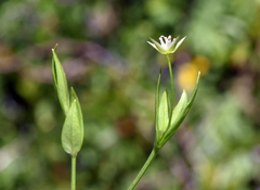 Stellaria borealis