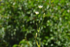 Stellaria borealis