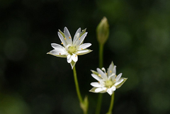 Stellaria borealis