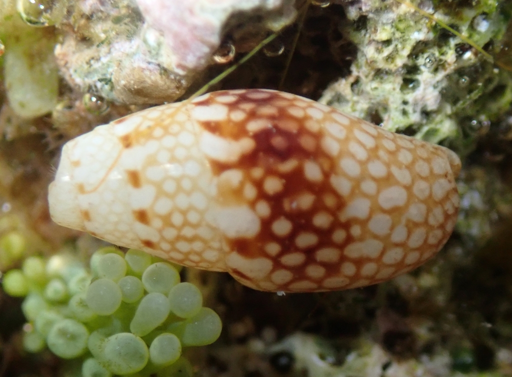 Mitrella delicata