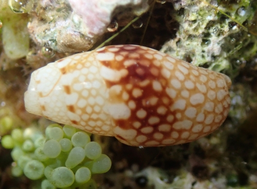 Mitrella delicata