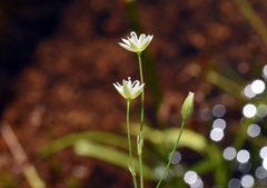 Stellaria borealis
