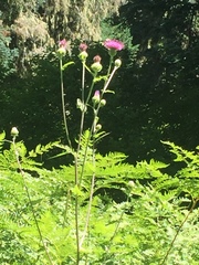 Cirsium remotifolium