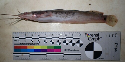 Mudfish