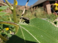 Epicauta cinerea-group