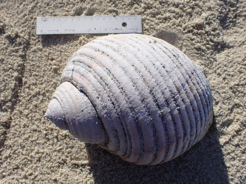 Tonna melanostoma observed 2024-12-22