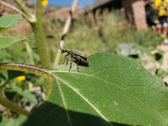 Epicauta cinerea-group