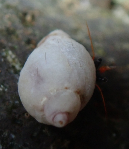 Galeropsis monodonta observed 2025-02-15