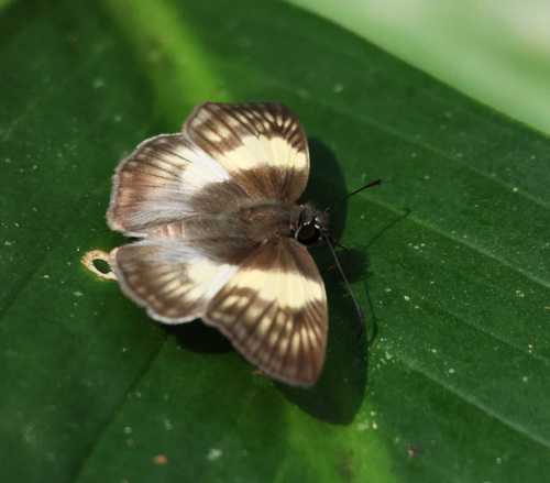 Effusa Skipper
