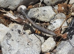 Geomantis larvoides
