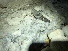 Leprus