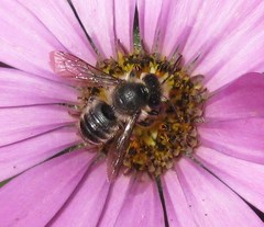 Megachile centuncularis