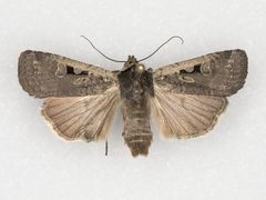 Parabagrotis exsertistigma