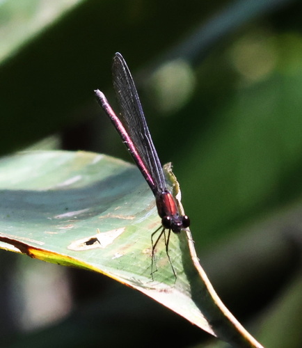 Mnesarete cupraea