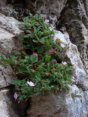 Erodium corsicum