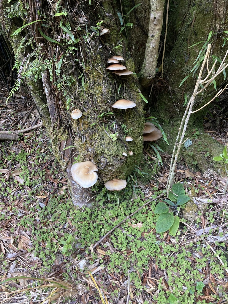 Cyclocybe parasitica · February 2025 · photo: © berardom (iNaturalist, cc-by)
