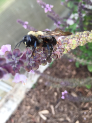Xylocopa virginica texana