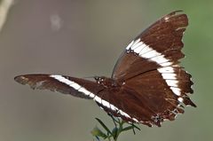 Siproeta epaphus trayja