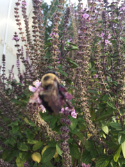 Xylocopa virginica texana