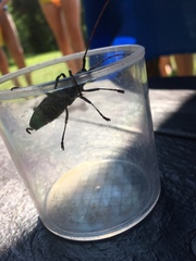 Monochamus marmorator