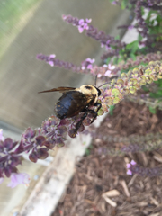 Xylocopa virginica texana
