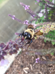 Xylocopa virginica texana