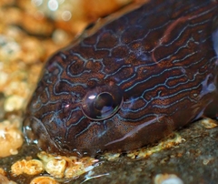 Panamic Clingfish photo 3