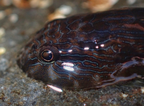 Panamic clingfish (Gobiesox adustus) — Gobiesocidae — 4