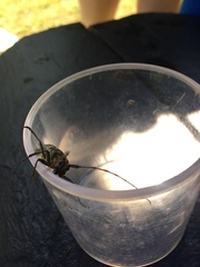 Monochamus marmorator