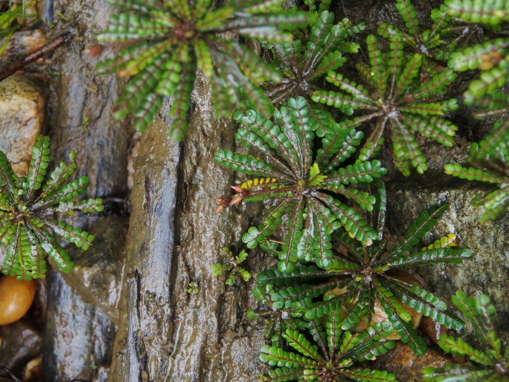 Biophytum zenkeri