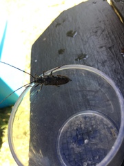 Monochamus marmorator