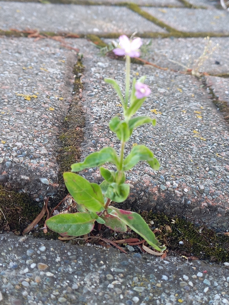 Dwarf willowherb (Epilobium obscurum)