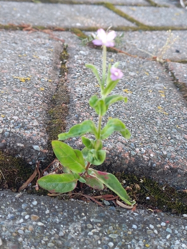 Dwarf willowherb (Epilobium obscurum)