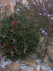 Limonium nymphaeum
