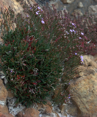 Limonium nymphaeum