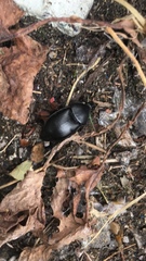 Ablattaria laevigata