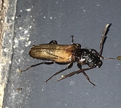 Trimitomerus riversii