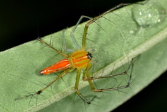Oxyopes
