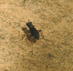 Dromochorus pilatei