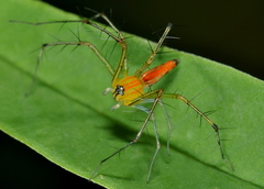 Oxyopes