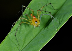 Oxyopes